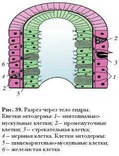 Kraken market ссылка